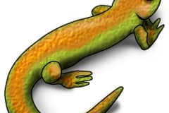 Newt