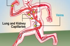 Circulatory_L