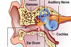 Ear_L