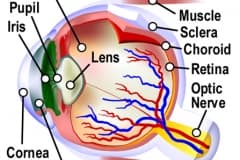 EyeParts_L