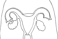 FemaleRepro_OL