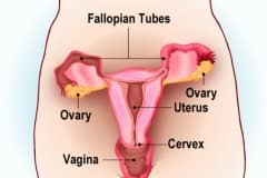 FemaleRepro_L