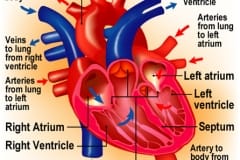 Heart_L