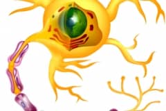 Nueron